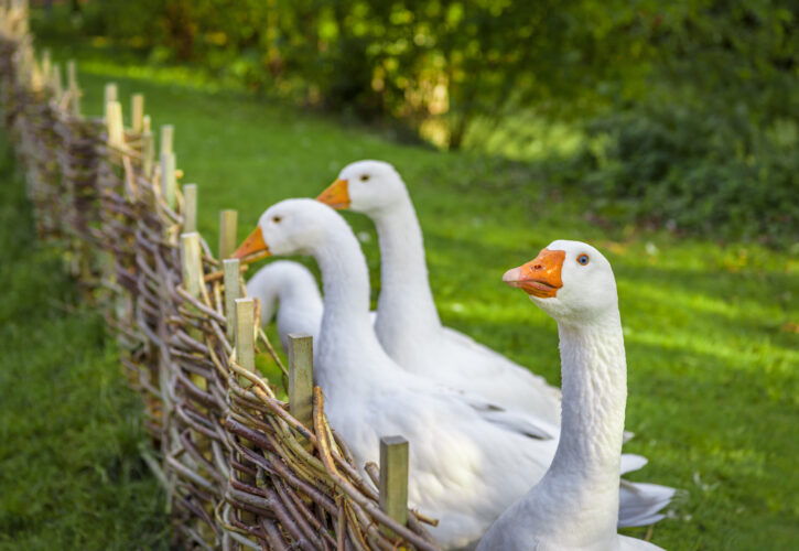 Livestock and Hazel Hurdles: A Winning Combination for Sustainable Farming
